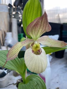 cypripedium fasciolatum x aki elite orchids 