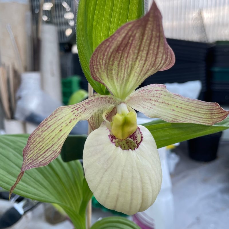 Cypripedium orchids for sale deals
