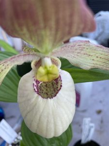 cypripedium fasciolatum x aki elite orchids 
