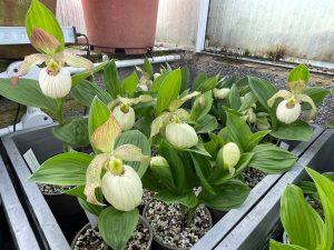 cypripedium fasciolatum x aki elite orchids 