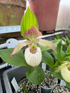cypripedium fasciolatum x aki elite orchids 