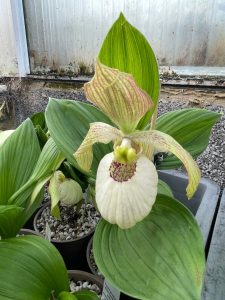 cypripedium fasciolatum x aki elite orchids 