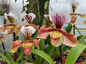 easy-paphiopedilum-complex-hybrid-elite-orchids.jpeg