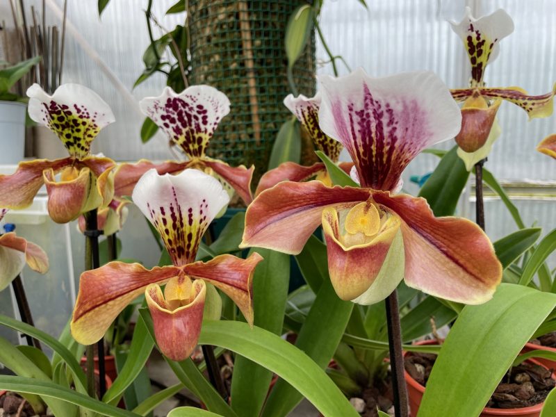 Paphiopedilum gratrixianum x complex - vigorous hybrid orchids - Image 3