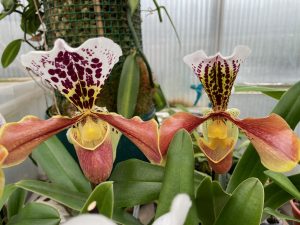 paphiopedilum-gratrixianum-complex-hybrid-elite-orchids.jpeg