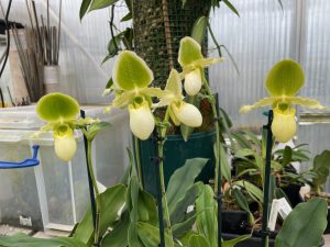 paphiopedilum pinocchio (glaucophyllum x primulinum) in sequential flower elite orchids 