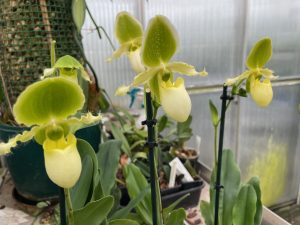 paphiopedilum pinocchio (glaucophyllum x primulinum) in sequential flower elite orchids 