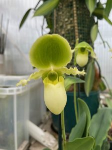 Paphiopedilum Pinocchio (glaucophyllum x primulinum) in sequential flower elite orchids 