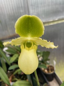 paphiopedilum pinocchio (glaucophyllum x primulinum) in sequential flower elite orchids 