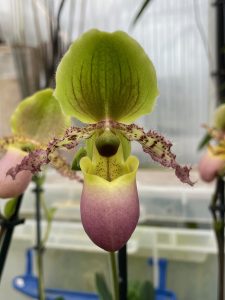 paphiopedilum pinocchio (glaucophyllum x primulinum) in sequential flower elite orchids 