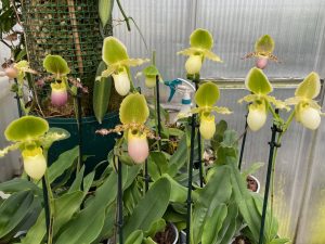 paphiopedilum pinocchio (glaucophyllum x primulinum) in sequential flower elite orchids 