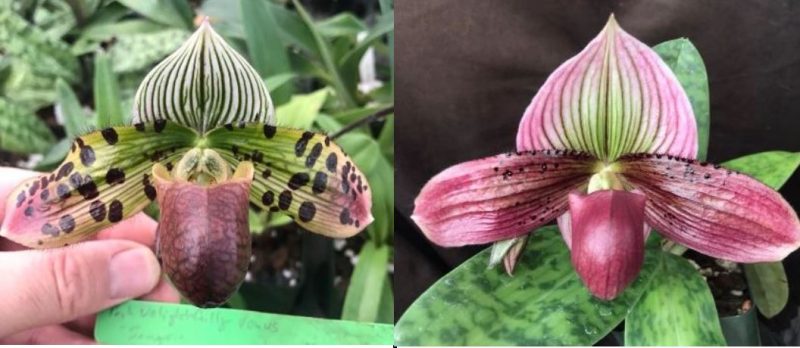 Paphiopedilum Delightfully Venus 'Sangria' x Petula's Flare 'Magnum'  PP2133