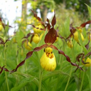 cypripedium parviflorum var parviflorum elite orchids 
