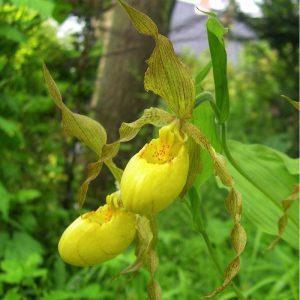 cypripedium parviflorum var pubescens elite orchids 
