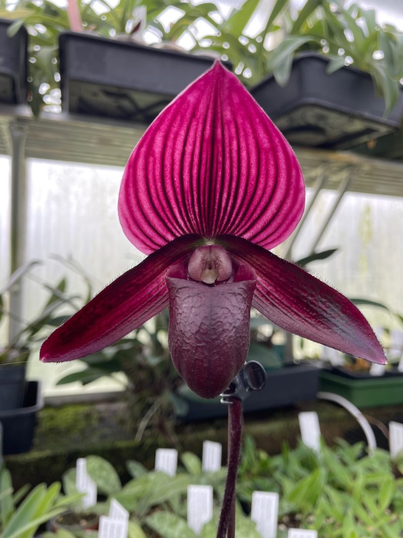 Paphiopedilum Hung Sheng Bay 'Showsan' x (Tristar Mabo x Hung Sheng bay)     EO008 (63)