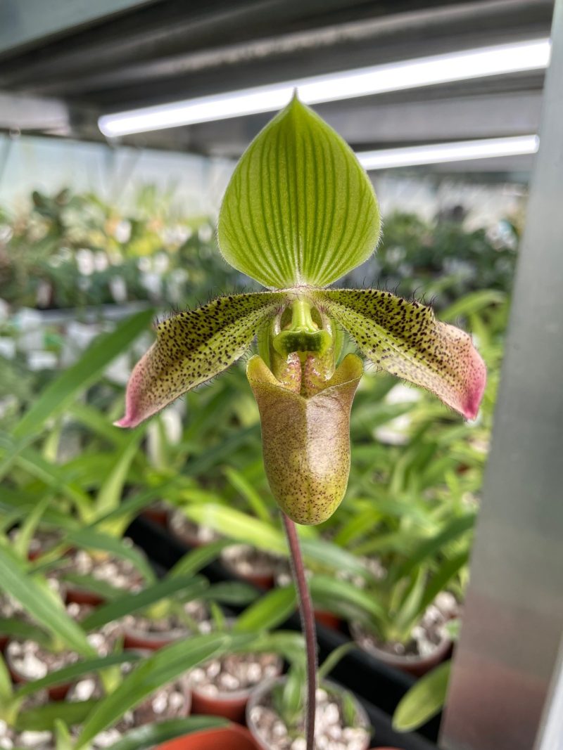 Paphiopedilum Debbie Robinson (appletonianum × wardii)             EO155
