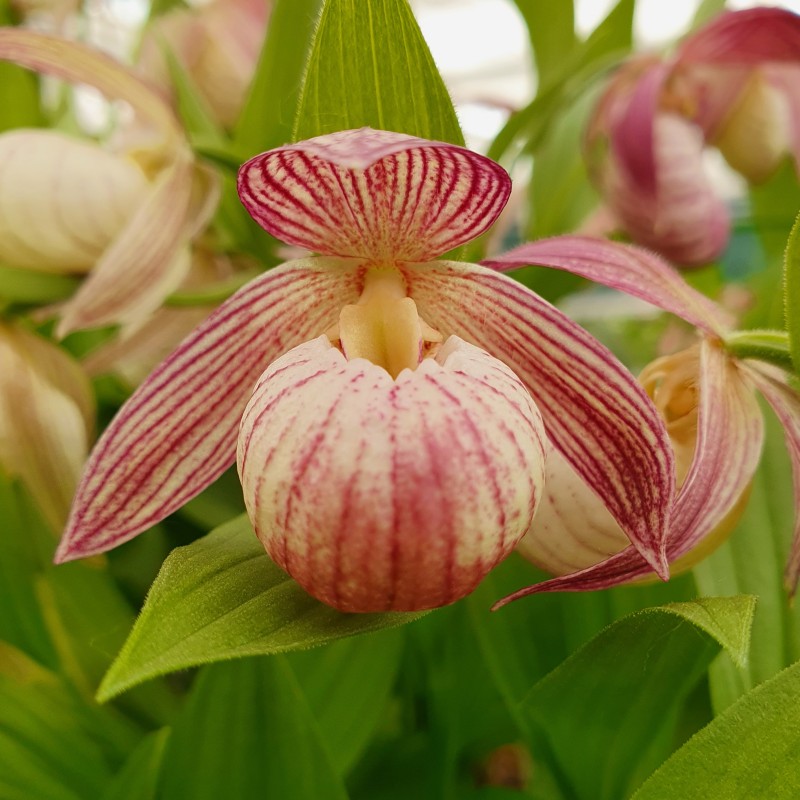cypripedium bernd (macranthos x segawai) elite orchids