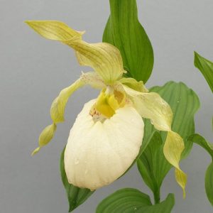 cypripedium fasciolatum x aki elite orchids 