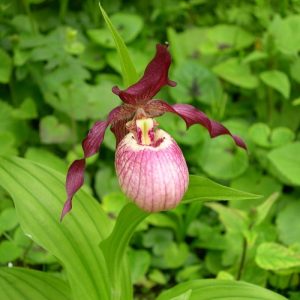 cypripedium gisella (macranthos x parviflorum) elite orchids