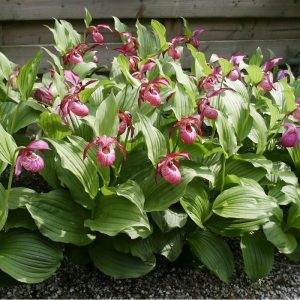 cypripedium macranthos elite orchids 