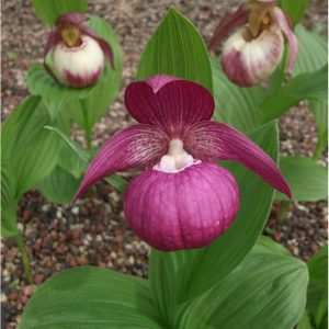 cypripedium macranthos elite orchids 