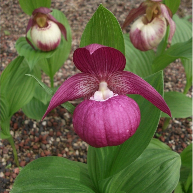 cypripedium macranthos elite orchids