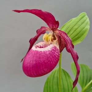 cypripedium philipp 'dark' (macranthos x kentuckiense) elite orchids 