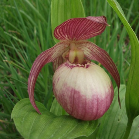 cypripedium sabine (fasciolatum x macranthos) elite orchids
