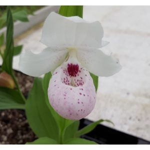cypripedium ulla silkens (reginae x flavum) elite orchids 