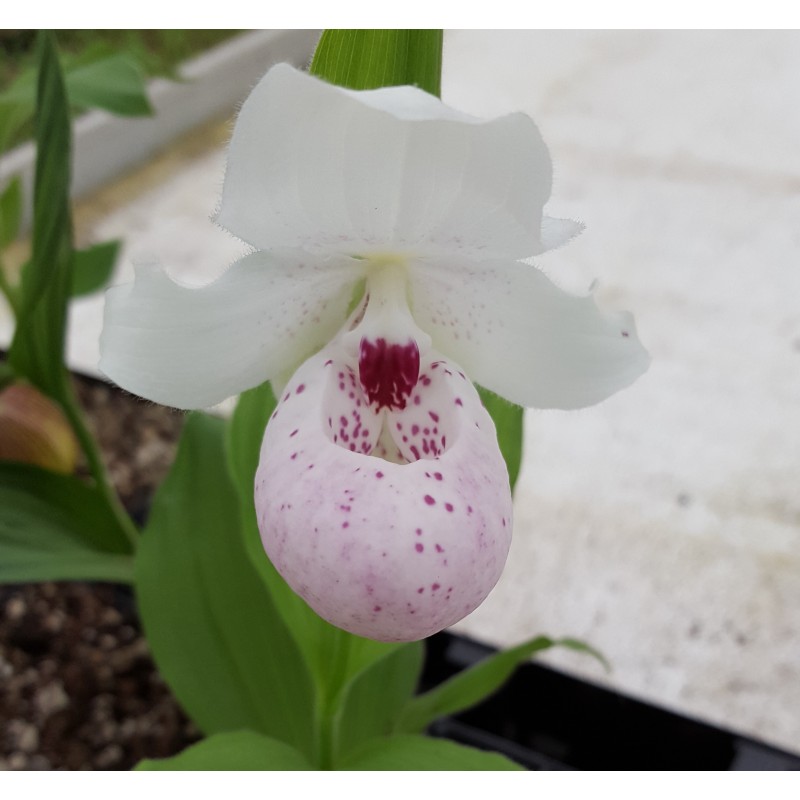 cypripedium ulla silkens (reginae x flavum) elite orchids