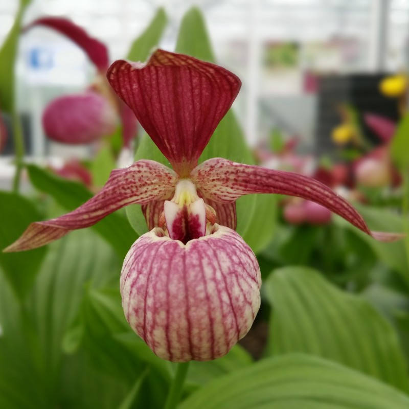 cypripedium x ventricosum (macranthos x calceolus) elite orchids