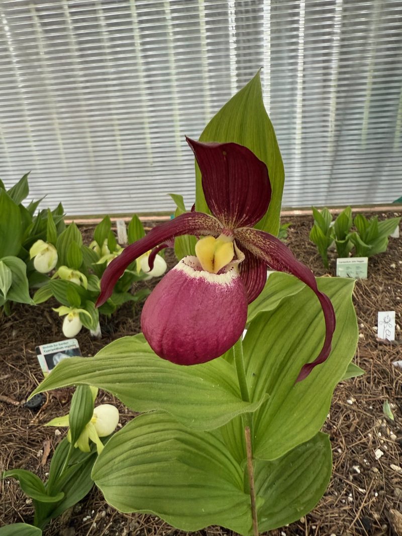 Cypripedium Philipp 'Dark' (macranthos x kentuckiense) - Image 3