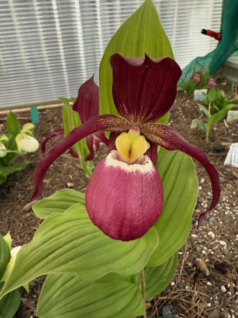 Cypripedium Philipp 'Dark' (macranthos x kentuckiense) - Image 4