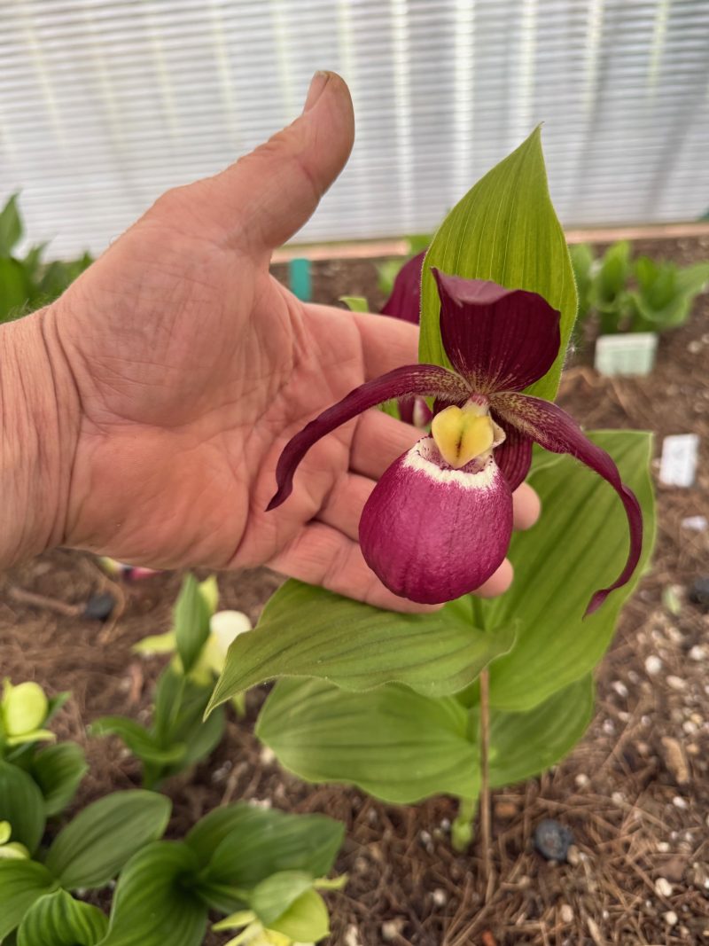 Cypripedium Philipp 'Dark' (macranthos x kentuckiense) - Image 5