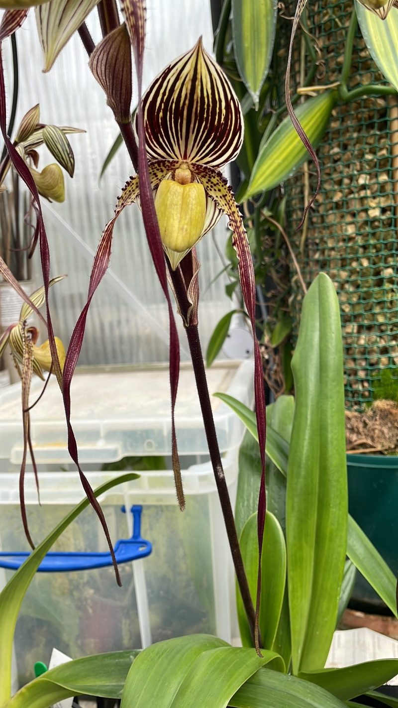 Paphiopedilum Moustache (philippinense x Saint Swithin)