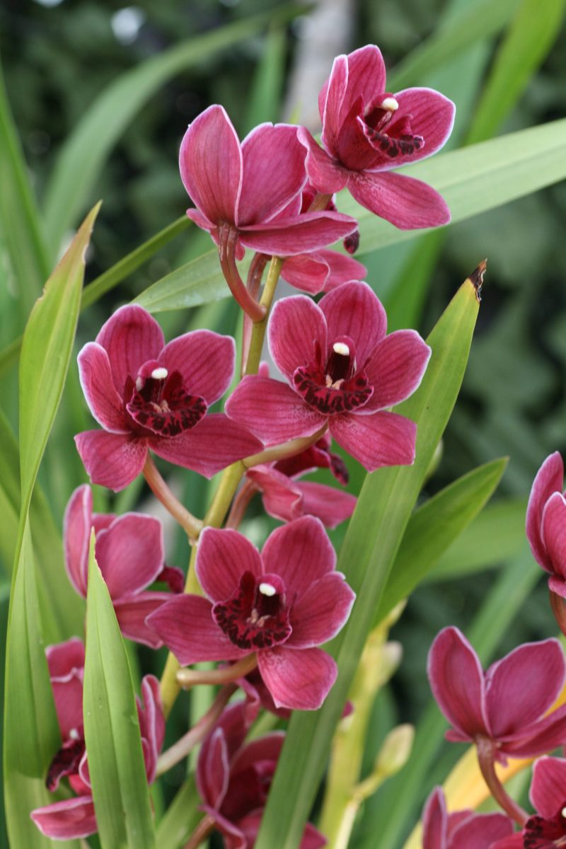 Cymbidium Peggy Sue