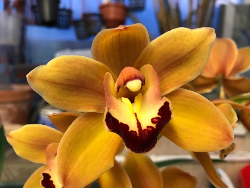 Cymbidium Latico 'Cooksbridge'