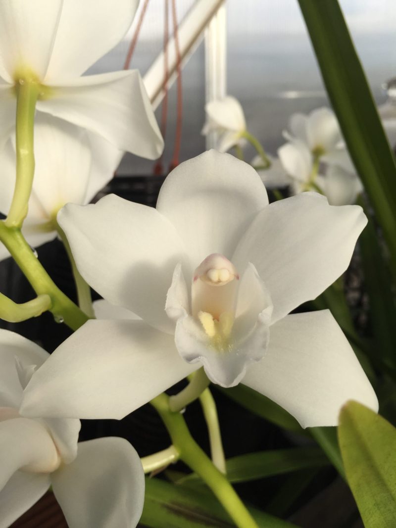 Cymbidium Lovely Angel