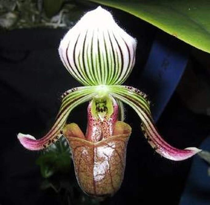 Paphiopedilum fowliei