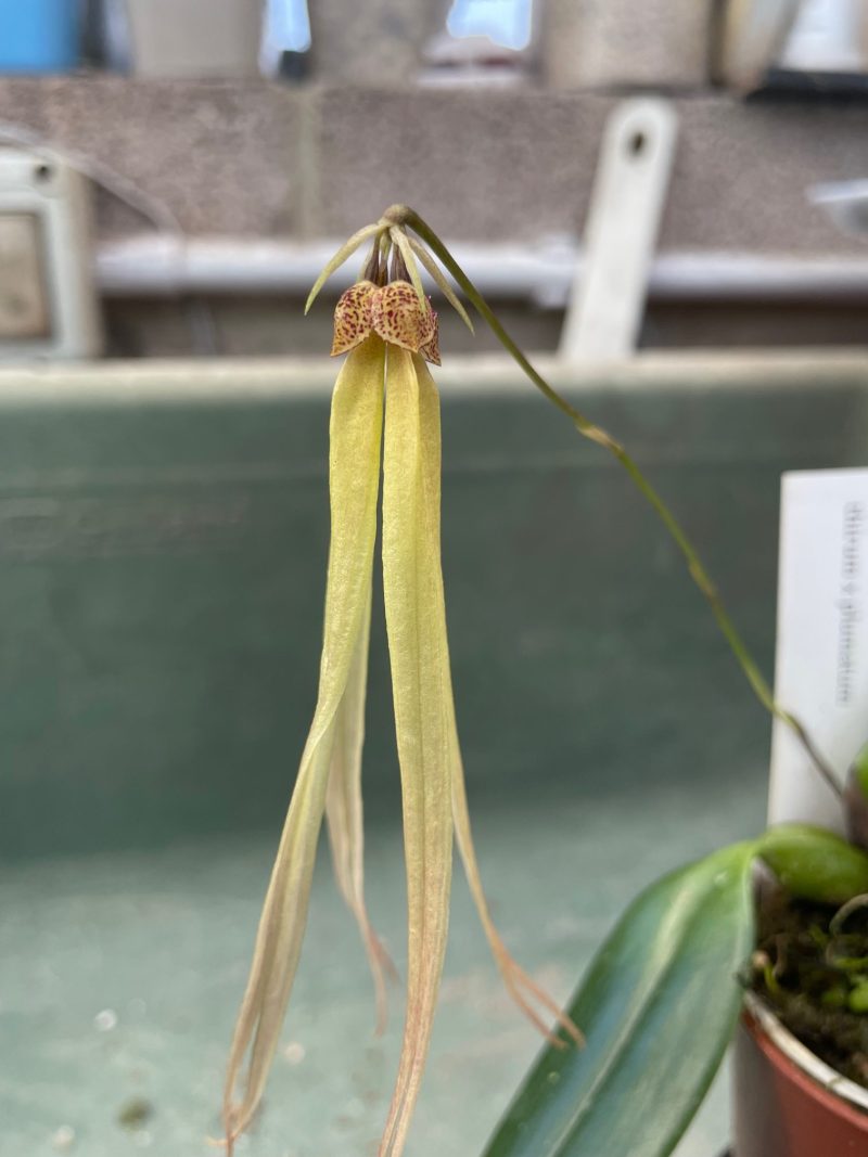 Bulbophyllum thiurum x plumatum