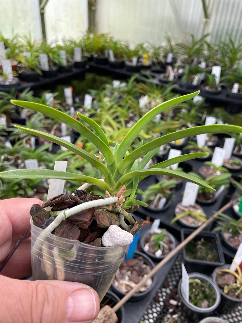 Neofinetia falcata 'Choseiden'