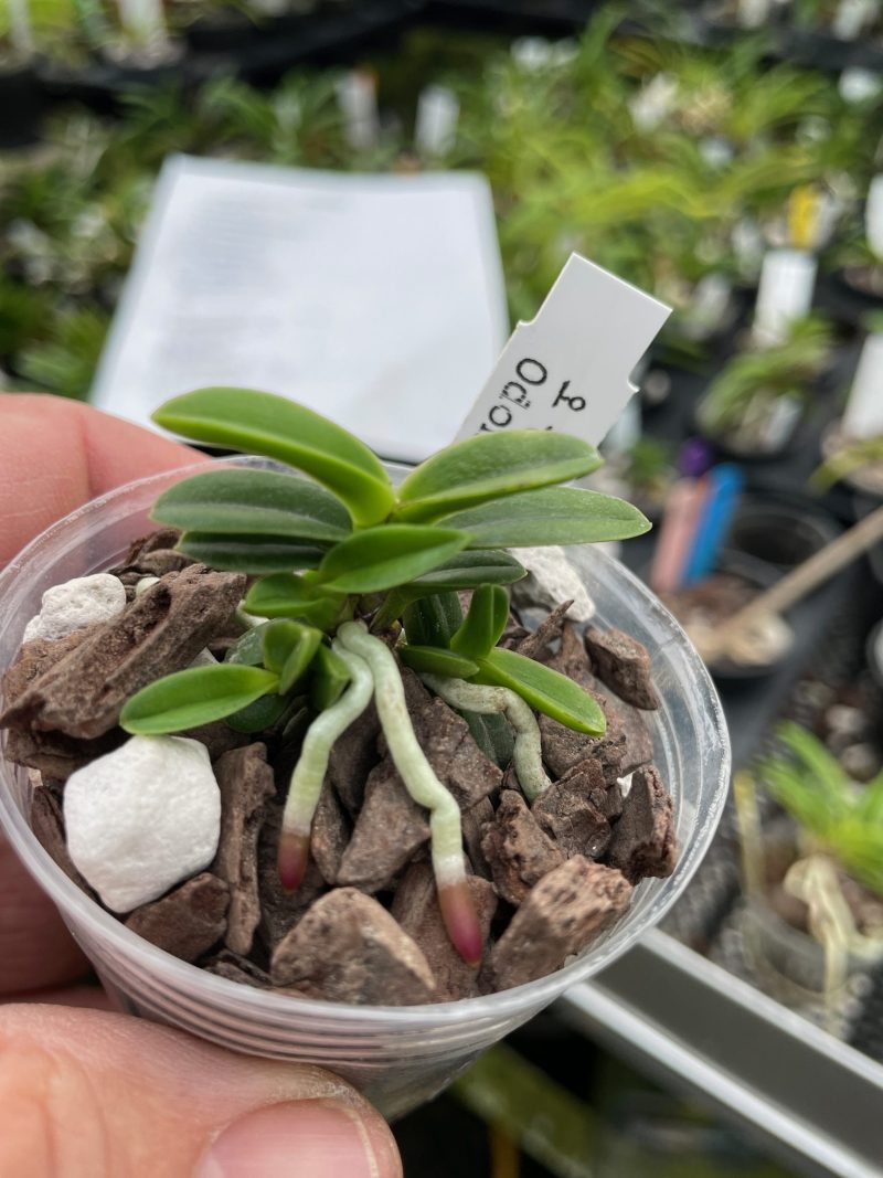 Neofinetia falcata 'Odong'