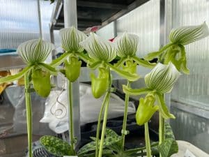 paphiopedilum_maudiae_femme_elite_orchids