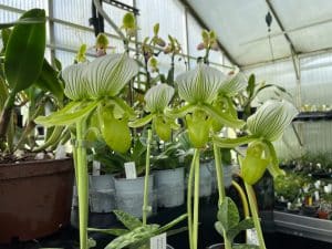 paphiopedilum_maudiae_femme_elite_orchids_flower_gift