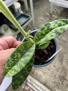 paphiopedilum_maudiae_femme_elite_orchids