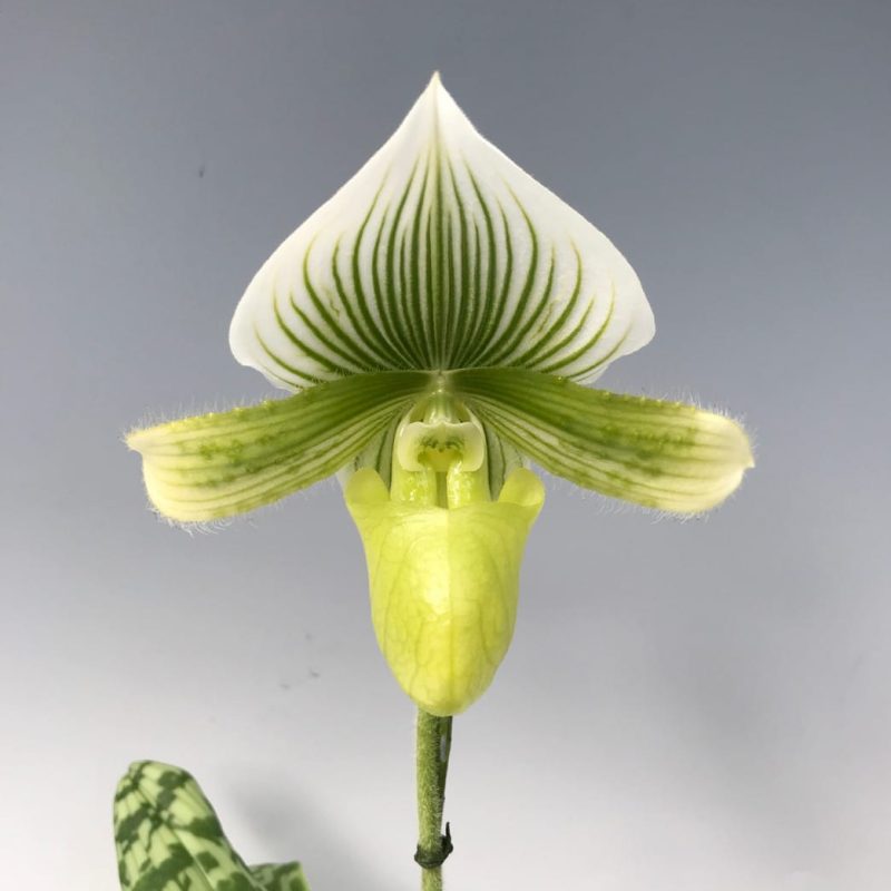 paphiopedilum_maudiae_femme_elite_orchids