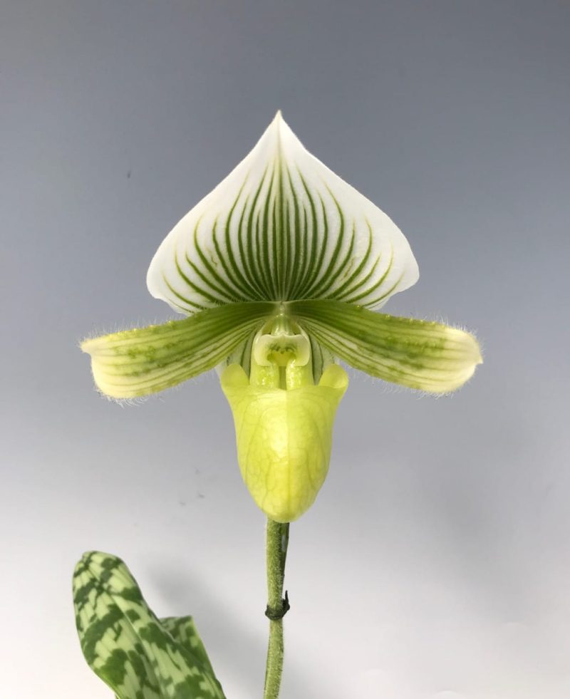 paphiopedilum_maudiae_femme_elite_orchids