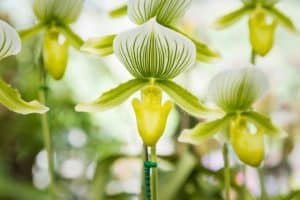 paphiopedilum_maudiae_femme_elite_orchids_inflower