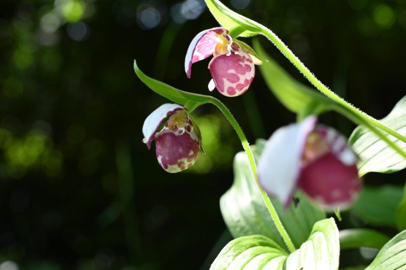 Cypripedium guttatum