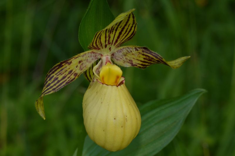 Cypripedium farreri